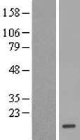 Profilin 2 (PFN2) Human Over-expression Lysate