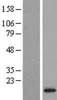 MRPL53 Human Over-expression Lysate