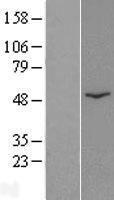 CATSPER2 Human Over-expression Lysate