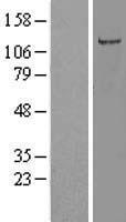 OR5AC2 Human Over-expression Lysate