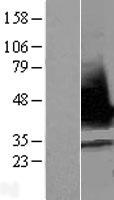 RNPS1 Human Over-expression Lysate