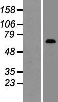 SHP1 (PTPN6) Human Over-expression Lysate