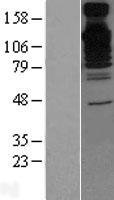 BAT3 (BAG6) Human Over-expression Lysate