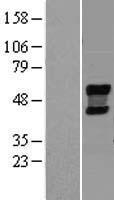 NEU4 Human Over-expression Lysate