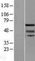 SUHW1 (ZNF280A) Human Over-expression Lysate