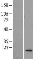 C14orf126 (DTD2) Human Over-expression Lysate