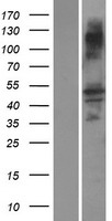 ASB16 Human Over-expression Lysate