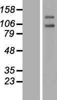 PTP alpha (PTPRA) Human Over-expression Lysate