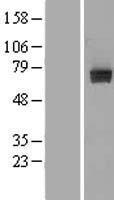PTP epsilon (PTPRE) Human Over-expression Lysate