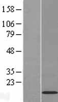 C11orf52 Human Over-expression Lysate