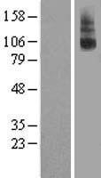 LGR8 (RXFP2) Human Over-expression Lysate