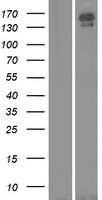 CNTNAP5 Human Over-expression Lysate