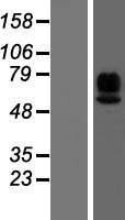 MADCAM1 Human Over-expression Lysate