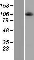 OPA1 Human Over-expression Lysate