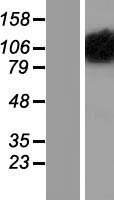OPA1 Human Over-expression Lysate