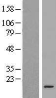 ATP6V1G3 Human Over-expression Lysate