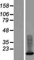 XAGE3 Human Over-expression Lysate