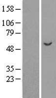 APBB3 Human Over-expression Lysate
