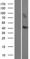 CCBE1 Human Over-expression Lysate