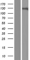 GRIN3A Human Over-expression Lysate