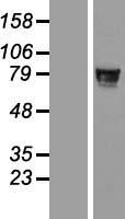ZNF526 Human Over-expression Lysate