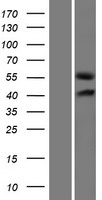 GLCCI1 Human Over-expression Lysate