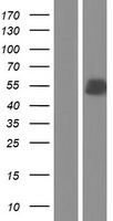 GOLM2 Human Over-expression Lysate