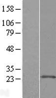 ARL11 Human Over-expression Lysate