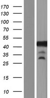 GLI4 Human Over-expression Lysate