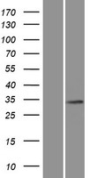 Shugoshin (SGO1) Human Over-expression Lysate