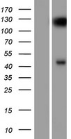 SYT8 Human Over-expression Lysate