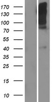 TAS1R1 Human Over-expression Lysate