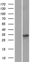 KLF14 Human Over-expression Lysate