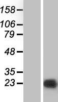 PPP1R14B Human Over-expression Lysate