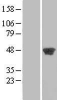 PGK2 Human Over-expression Lysate