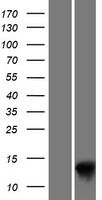 H2BC5 Human Over-expression Lysate