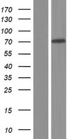 MIRO2 (RHOT2) Human Over-expression Lysate