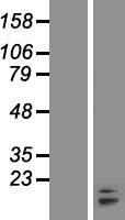 BAX Human Over-expression Lysate