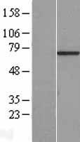 C7orf31 Human Over-expression Lysate