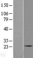 C1orf105 Human Over-expression Lysate