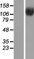 BRD8 Human Over-expression Lysate