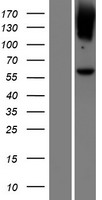 LGI4 Human Over-expression Lysate