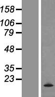 MCFD2 Human Over-expression Lysate