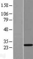 THAP6 Human Over-expression Lysate