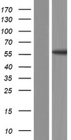 TSNARE1 Human Over-expression Lysate