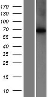 WDR16 (CFAP52) Human Over-expression Lysate