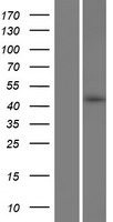 OSCP1 Human Over-expression Lysate