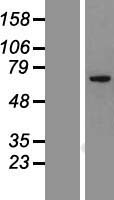 ODAD3 Human Over-expression Lysate