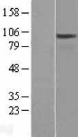 OSBPL3 Human Over-expression Lysate
