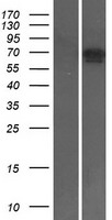 TAK1 (MAP3K7) Human Over-expression Lysate